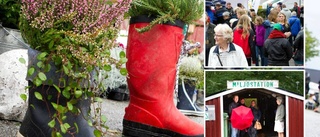 Välbesökt skördefestival trots regn