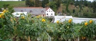 Mandelmanns ville bo på Gotland