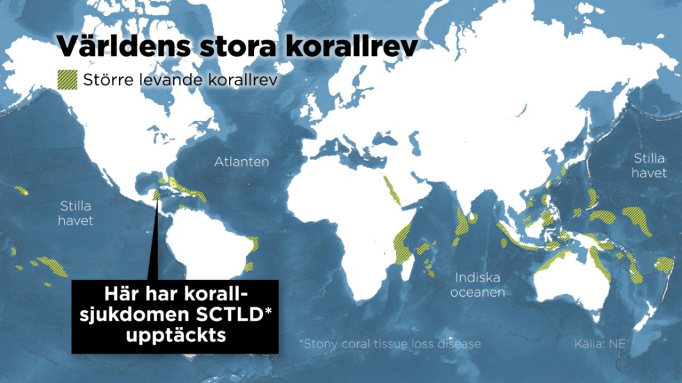 Kartan visarvar världens stora korallrev finns och var man nyligen upptäckt korallsjukdomen SCTLD.