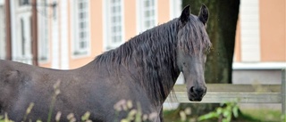 Hon älskar att rida - och att fotografera