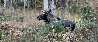 Kommunen förskonad från älgsjuka