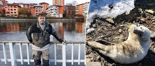 "För oss är alla sälar en katastrof"