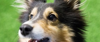 Skällande glädje i fartfylld agility