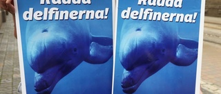 Planen: Få delfinariet att stänga