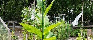 Gigantisk blomstertobak frodas