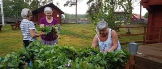 "Men den är svår att dansa på gräs"