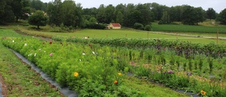 Självplock kan bli nya blomtrenden