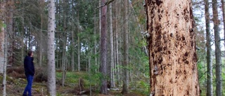 Skogen angripen av granbarkborre