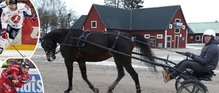 Hästen-spelaren som blivit galen – i hästar