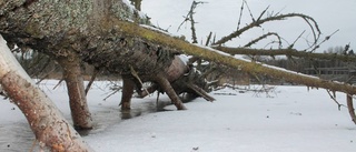 Fina tider för skridskoåkning stundar