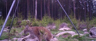 EXKLUSIVT: Lodjuret stryker omkring utanför Vimmerby