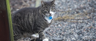 Förbjud frispringande katter i stadsmiljö