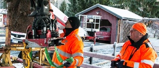 Årets julgran på plats