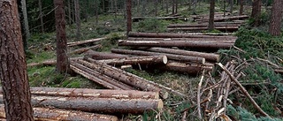 Varm höst svår för skogsföretagen