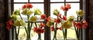 Amaryllis - en strålande stjärna till jul