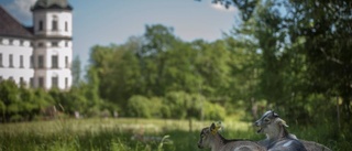 Här får barnen kela med djuren