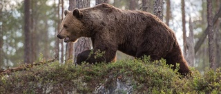 Bildextra: Naturfotografens möten med vilda djur