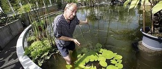 Ingen jättenäckros i Botaniska trädgården i år