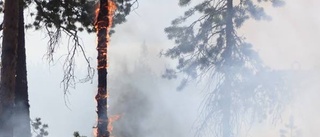 Dubbel nytta med skogsbrand