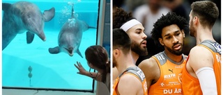 Här är basketklubbens besked om namnet Dolphins