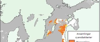 Då startar algblomningen