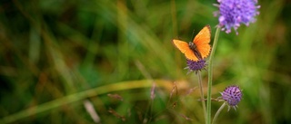 Över 200 000 till vilda blommor