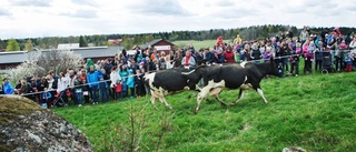 5000 såg kossorna släppas ut