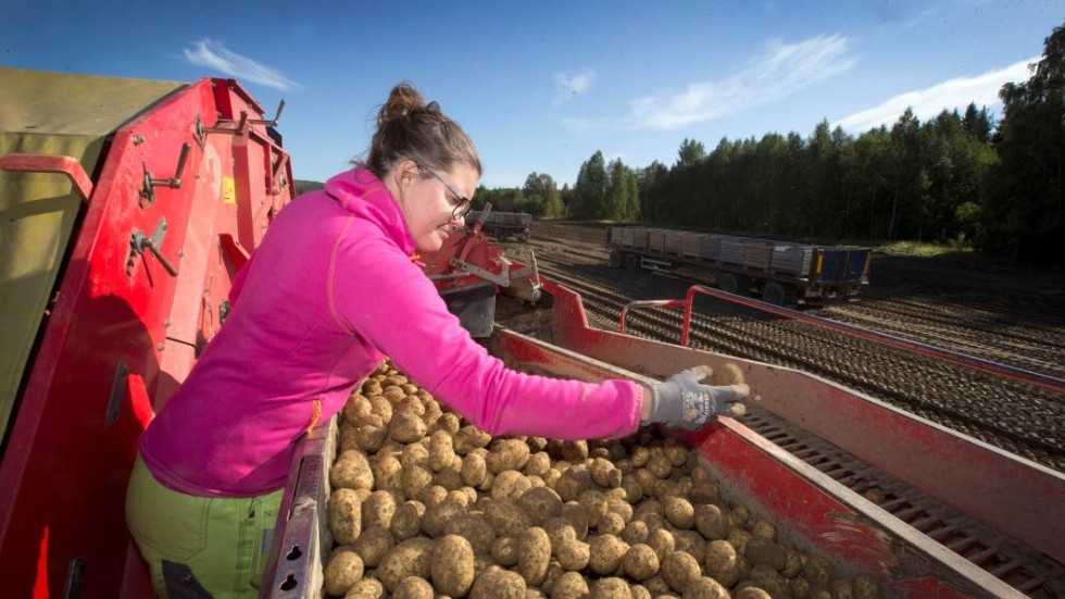 Trots motgångarna gläds Katarina och Mikael Bjurman på Bjurmans potatis i Pålberget åt en lovande skörd och de har öppnat gårdsbutiken. (Arkivbild)