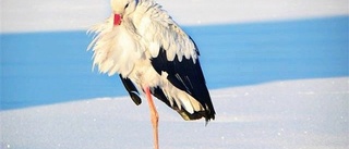 Stork siktad i Tärnsjö