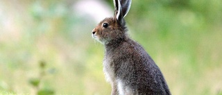 Harpest bekräftat i Luleå och Boden