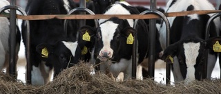 Köttbonden: "Försökt förklara hur vi arbetar"