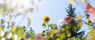 Många ville botanisera bland växterna