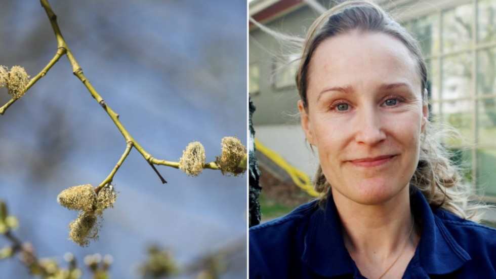 Pollensäsongen är i full gång. Josefine Wiik, biomedicinsk analytiker på Unilabs, förklarar vad som blommar just nu.