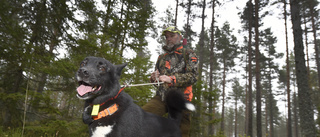 Förbjud jakt med lös hund