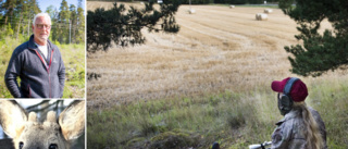 Rådjuren hotar den gotländska skogen – nu utökas jakten