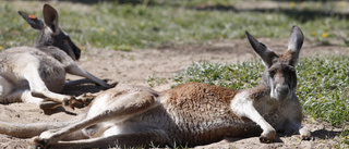 Känguru på rymmen hittad och avlivad