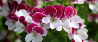 Pelargonernas Mecka i Norden