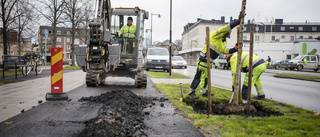 Här planteras de nya träden – i kol och makadam