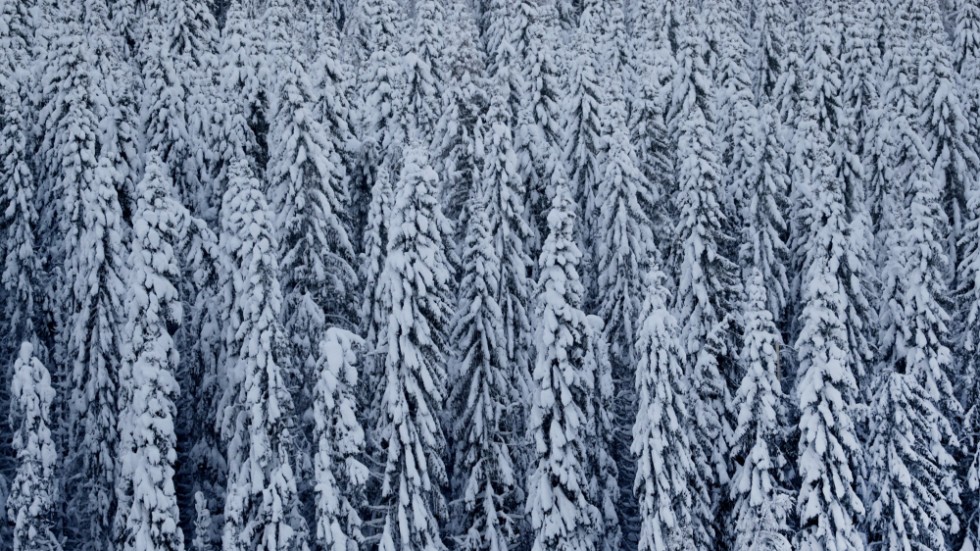 Priserna på skogsfastigheter i länet ökade under fjolåret.