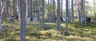 Kammarrätten prövar frågan om böter för skärgårdsrenar