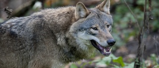 Fem får dödade av varg mellan Gnesta och Vagnhärad