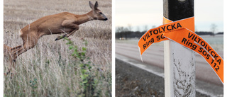 Skadade bilar och döda djur efter helgens viltolyckor