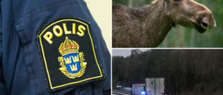 Fler viltolyckor – polisen uppmanar att köra försiktigt