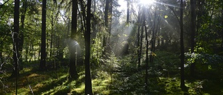 Solstrålar över länet – nu väntar regn och sommarvärme