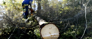 Han står mitt emellan i striden om skogen: "Känner mig som en åsna mellan två hötappar"