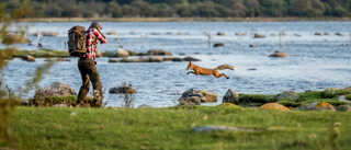 Jakten på jägarnas pengar     