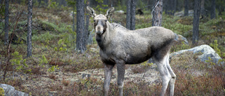 Sämsta kalvåret på över 20 år – då ska man skjuta mer kalv