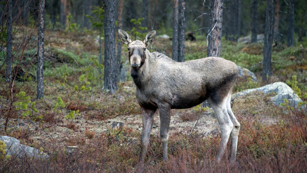 2021 blev återigen ett dåligt kalvår i Norrbotten, enligt älg-obsen som gjordes under jaktens första vecka.