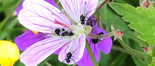 Blomster som gillas av många  