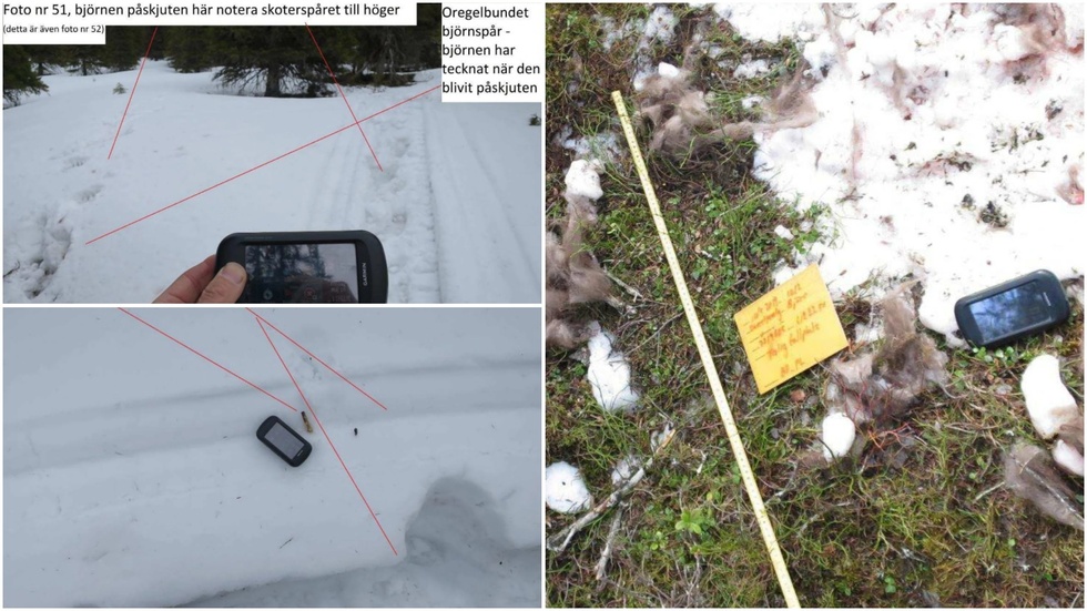 De fyra män som misstänkts för grovt jaktbrott frias av Luleå tingsrätt.
